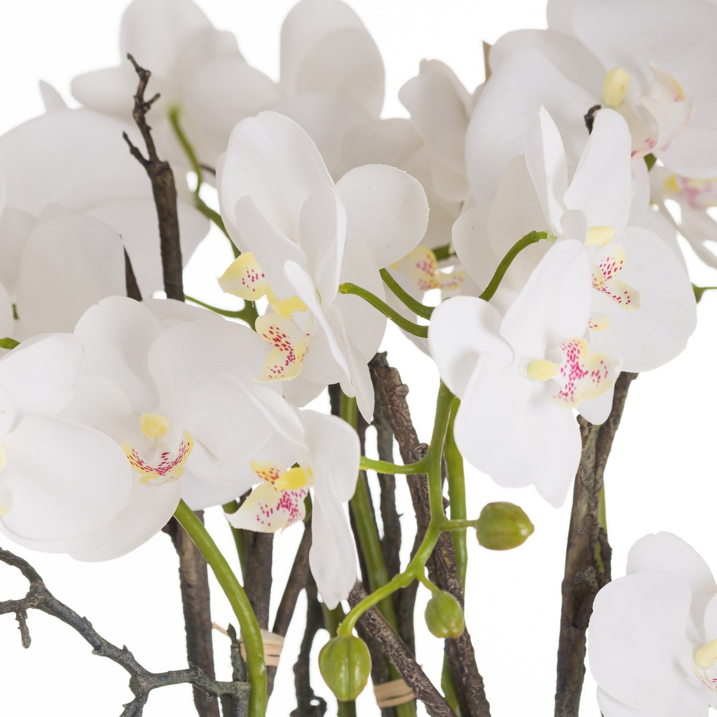 Large Stone Potted Orchid With Roots