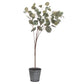 Hill Interiors Eucalyptus Tree In Metallic Pot