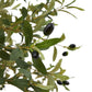 Calabria Olive Tree