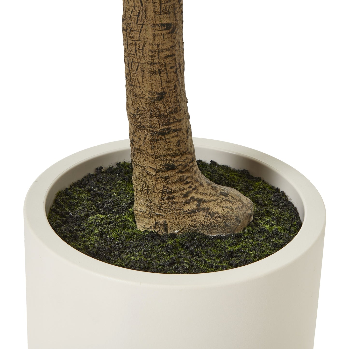 Apulia Olive Tree In White Pot 240Cm