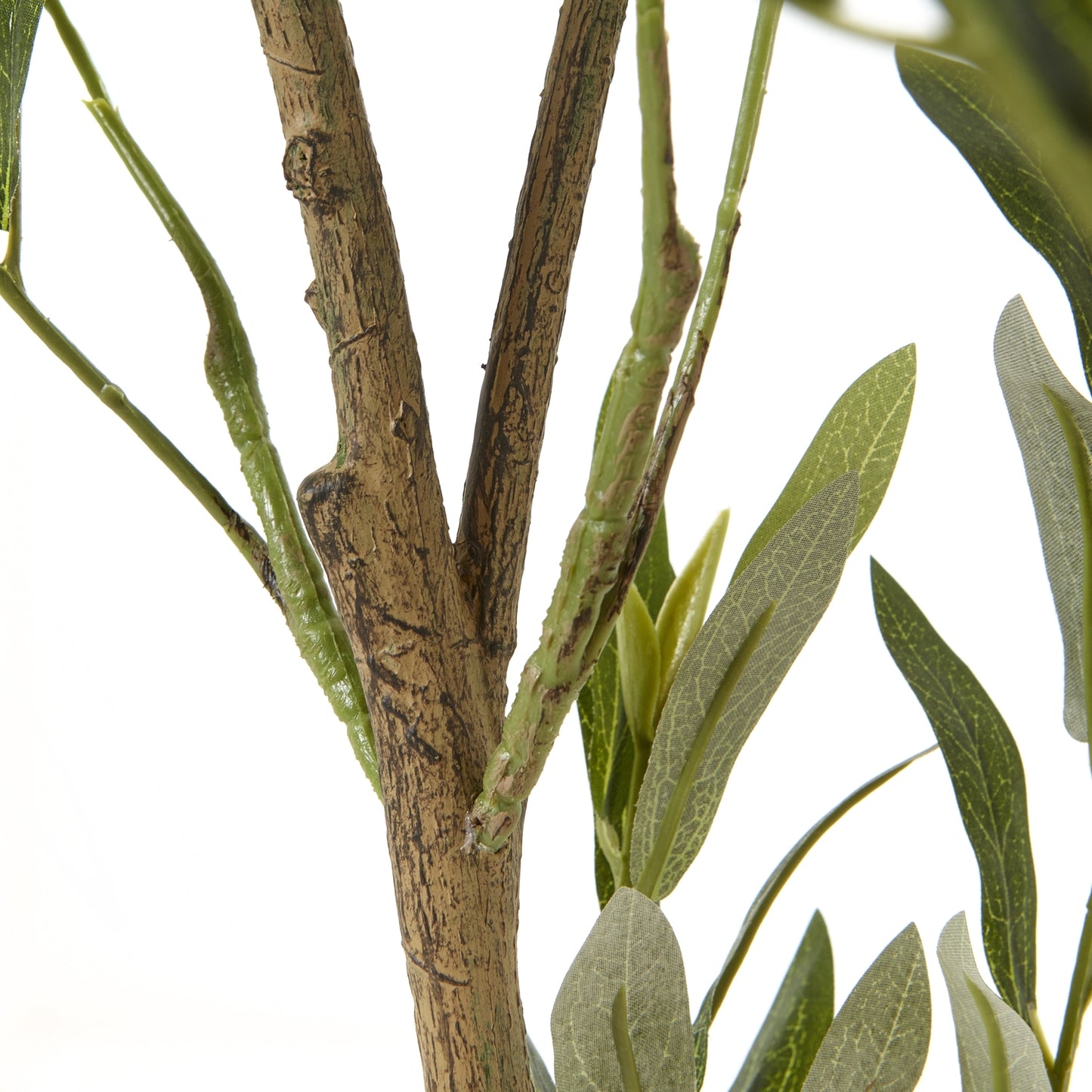 Apulia Olive Tree In White Pot 150Cm