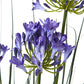 Large Blue Agapanthus Plant In Pot