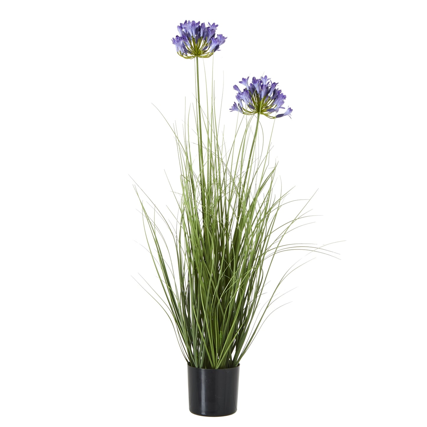 Blue Agapanthus Plant In Pot