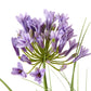 Purple Agapanthus Plant In Pot