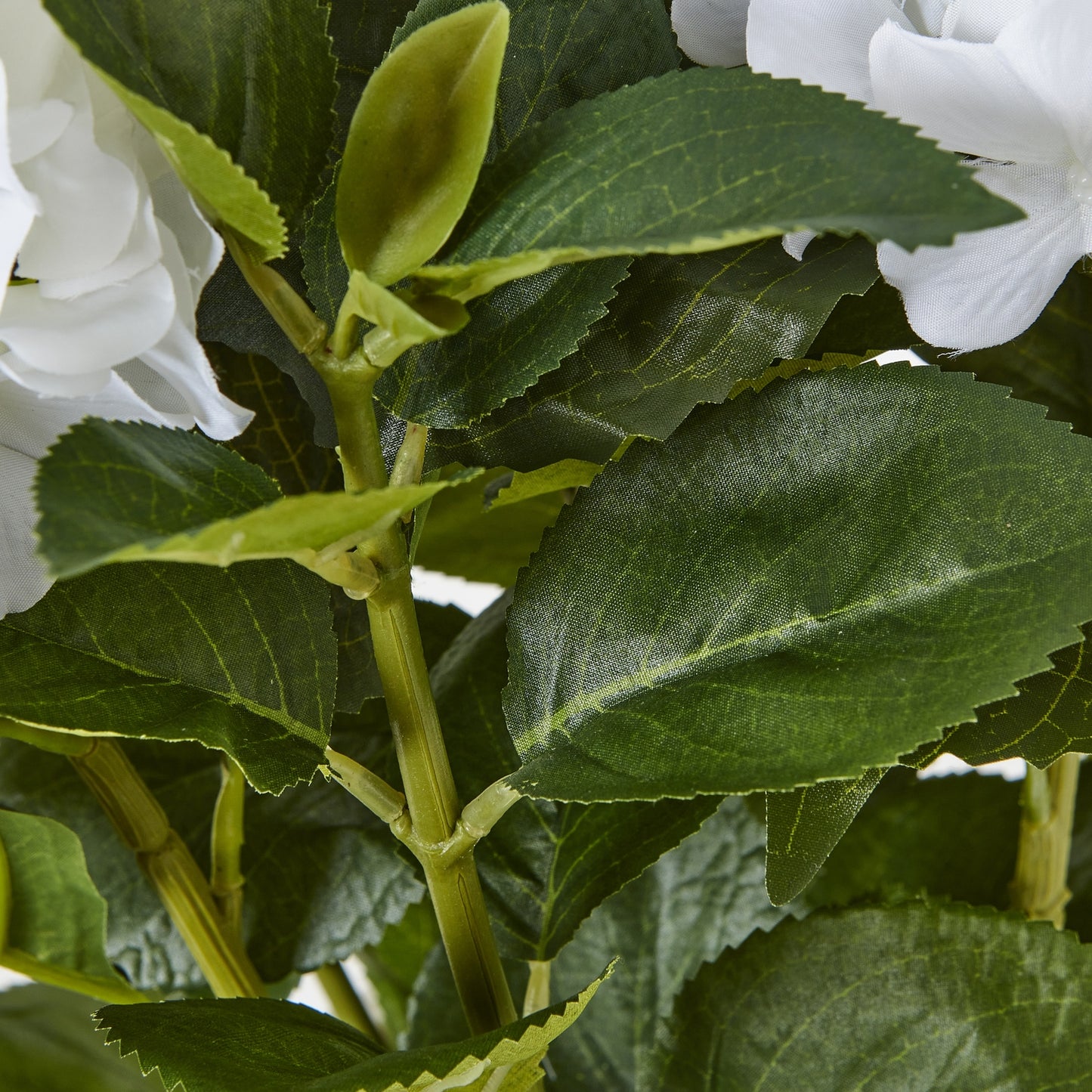 Medium White Hydrangea Plant In Pot