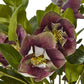 Deep Plum Hellebore Plant In Taupe Pot